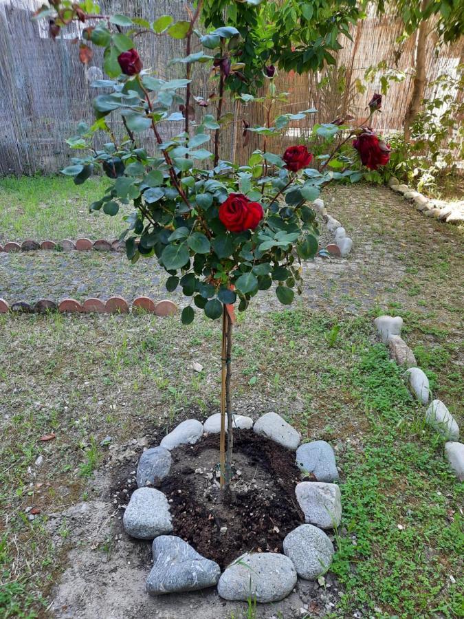 Au Jardin De Florence Acomodação com café da manhã Exterior foto